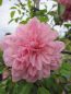 Preview: Kletterrose Paul Noel